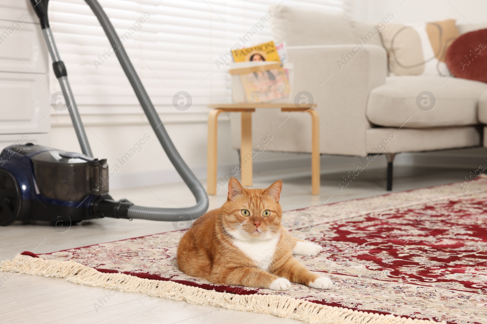 Photo of Cute ginger cat lying on carpet at home