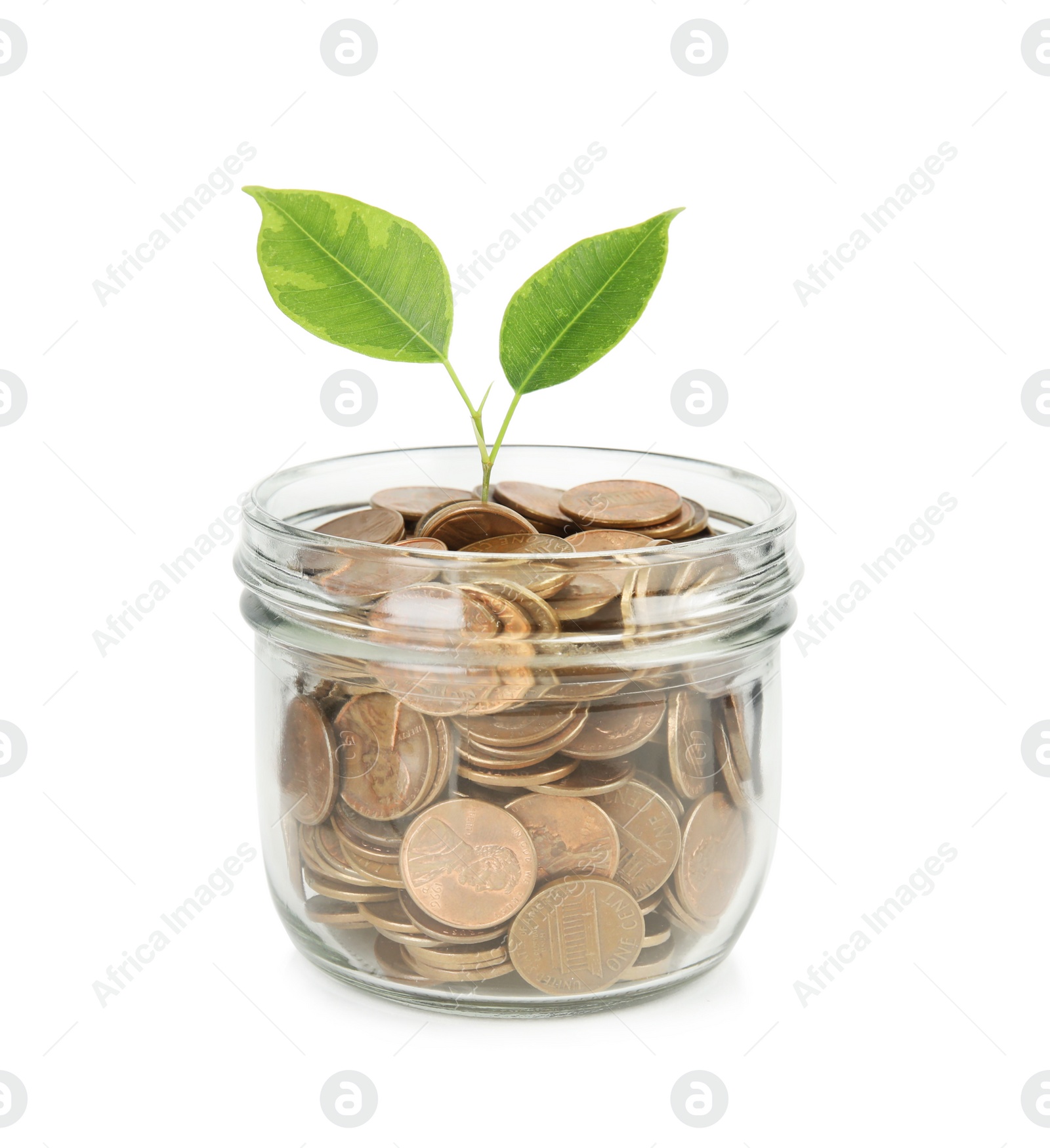 Photo of Glass jar with coins and plant isolated on white