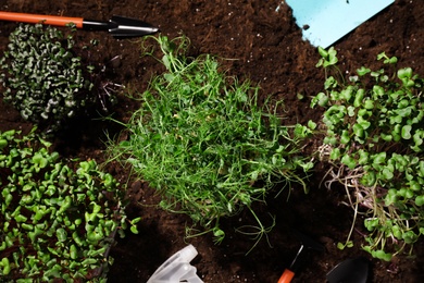 Photo of Fresh organic microgreens growing in soil, flat lay