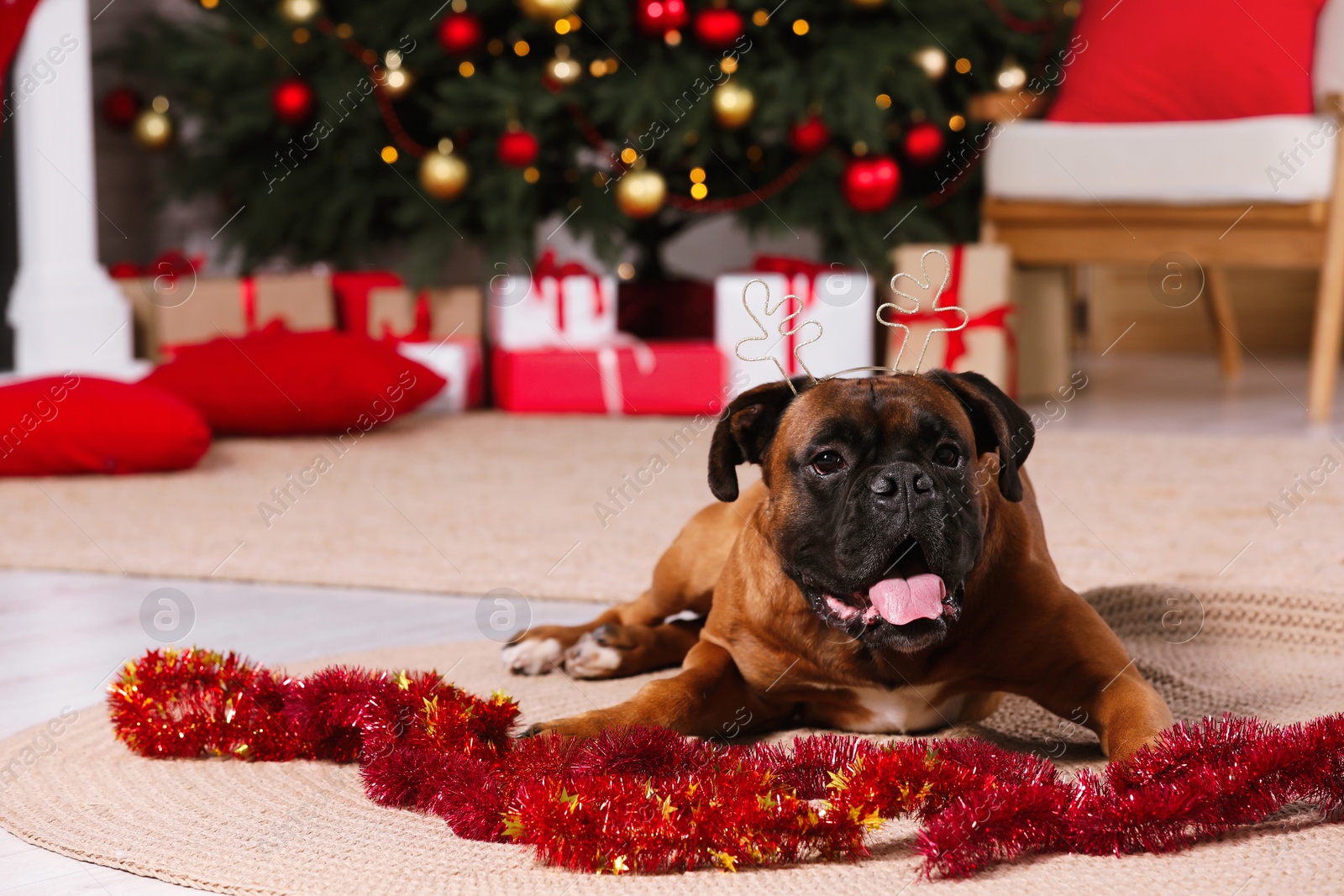 Photo of Cute dog wearing festive headband in room decorated for Christmas