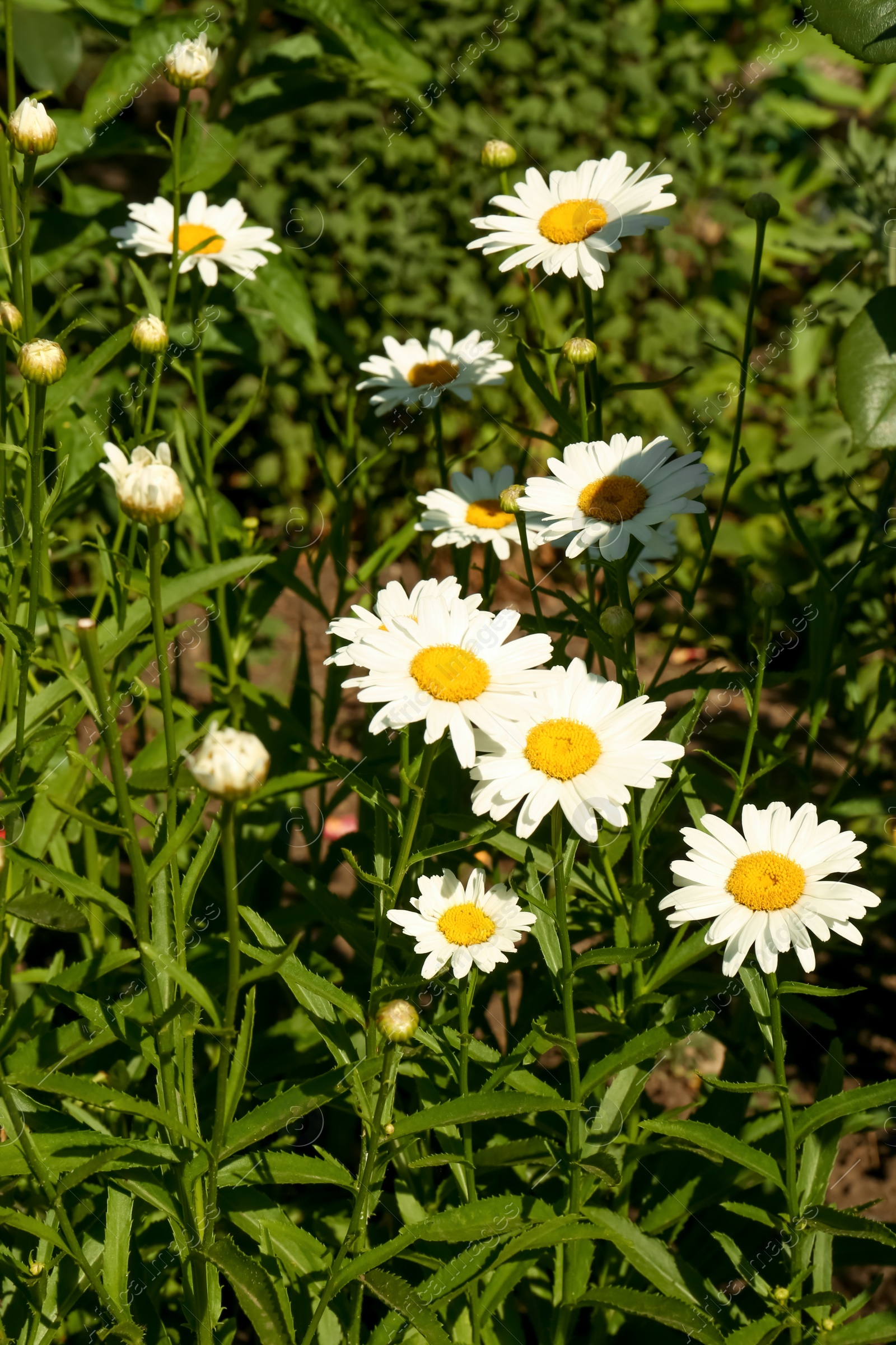 Photo of Beautiful blooming chamomiles outdoors on sunny day