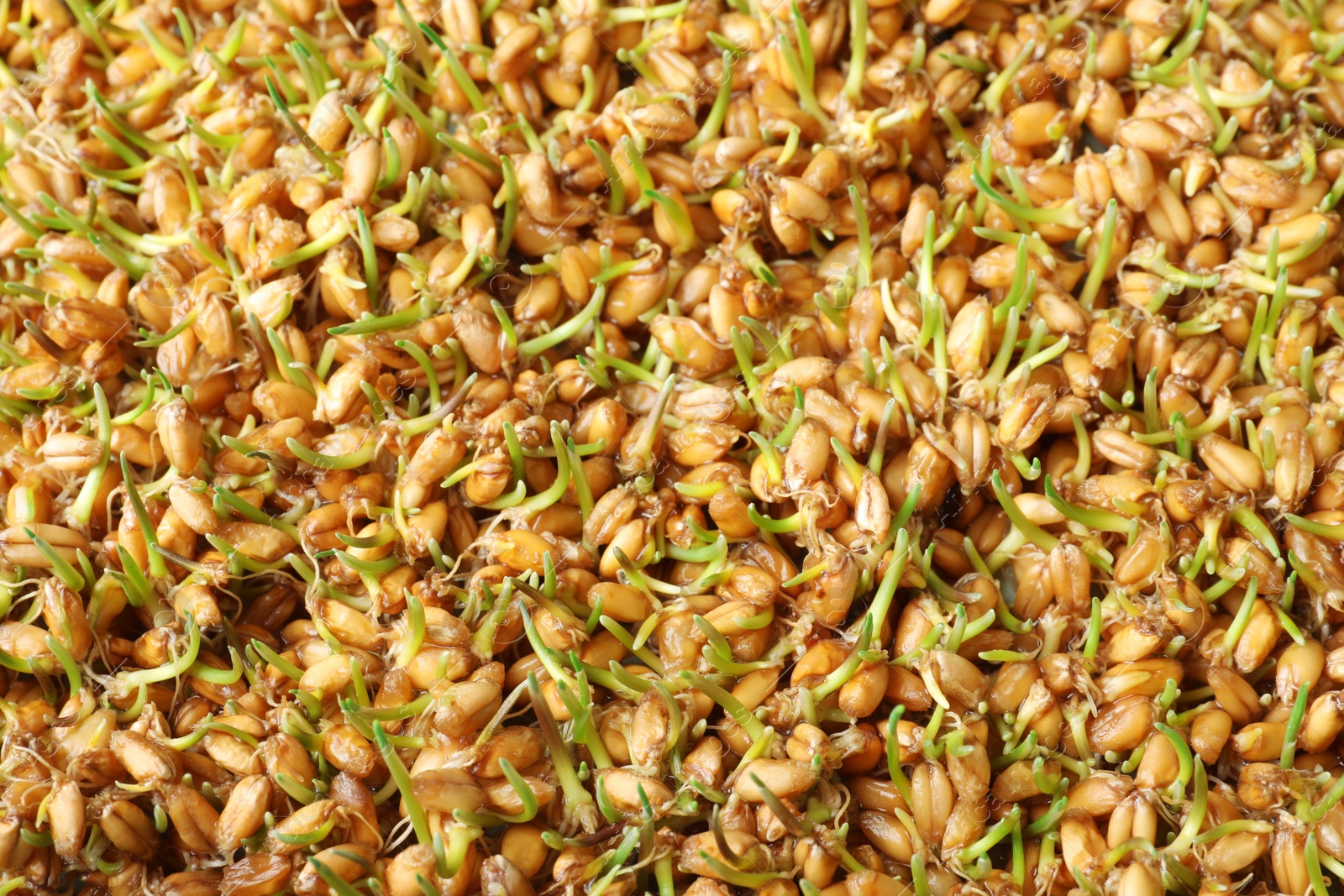 Photo of Sprouted wheat grass seeds as background, closeup