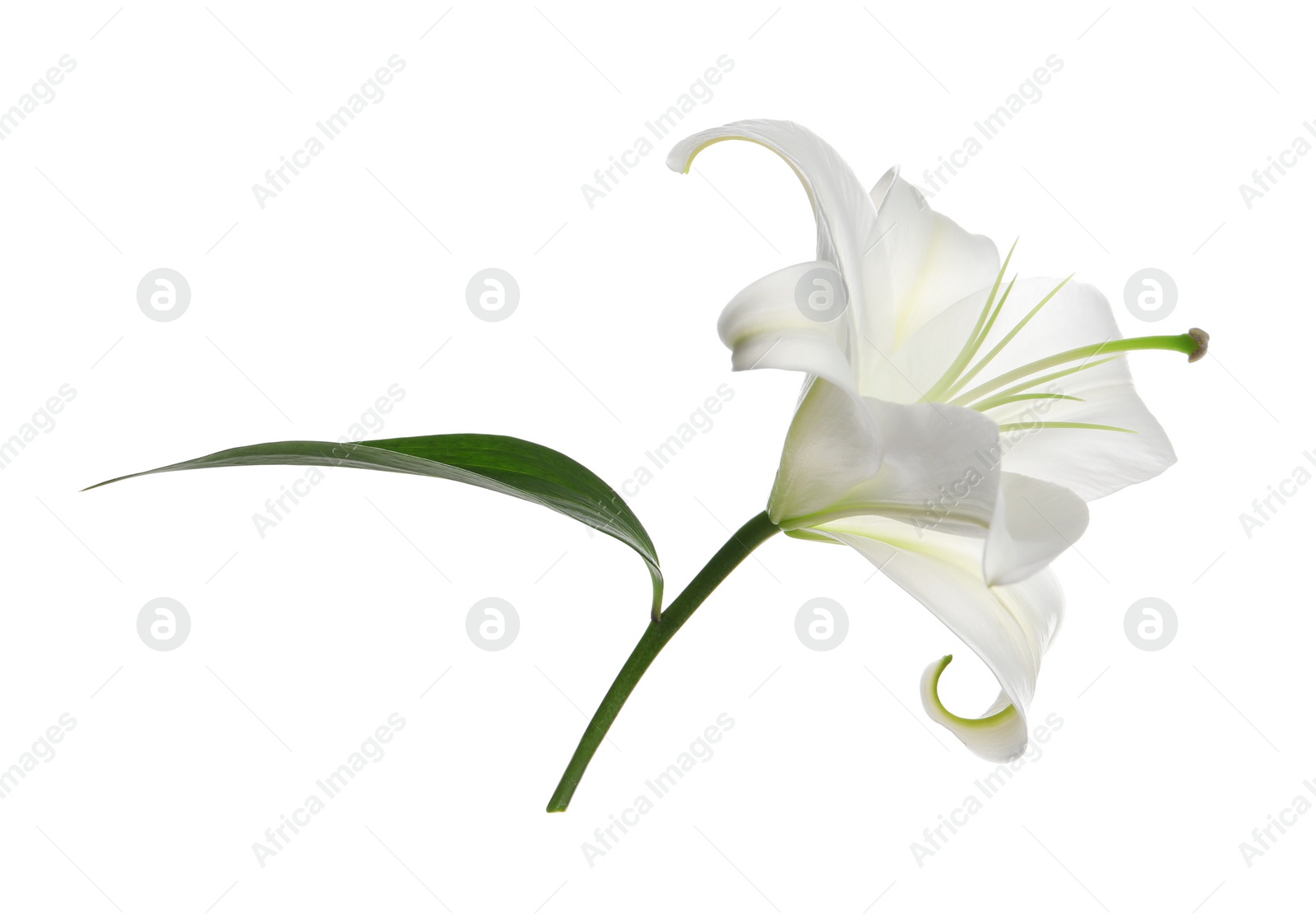 Photo of Beautiful fresh lily flower isolated on white