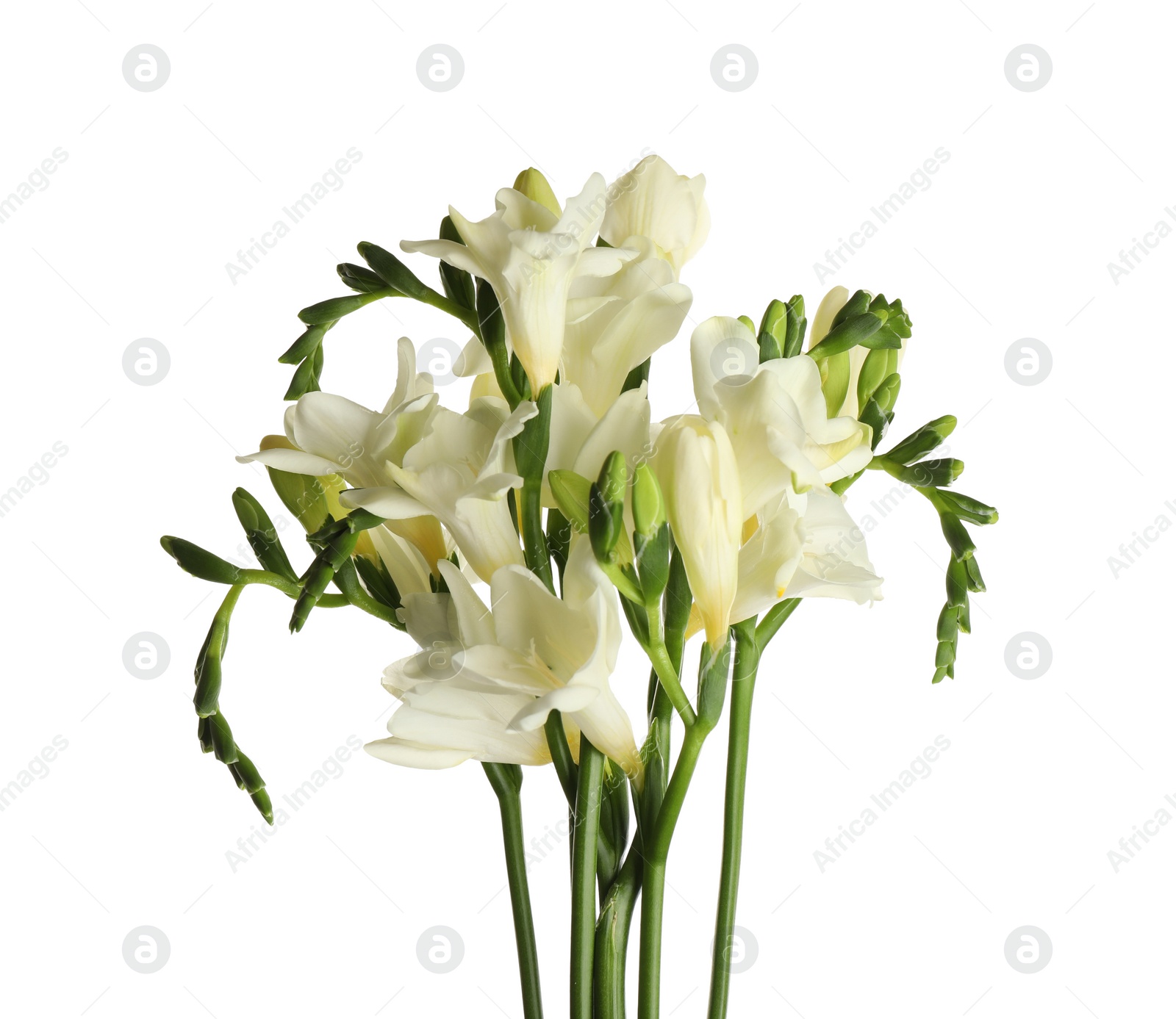 Photo of Beautiful blooming freesia flowers isolated on white