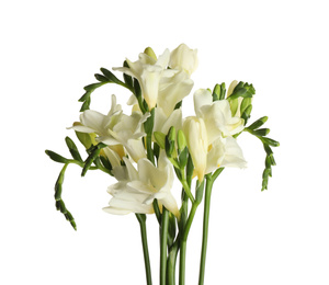 Beautiful blooming freesia flowers isolated on white