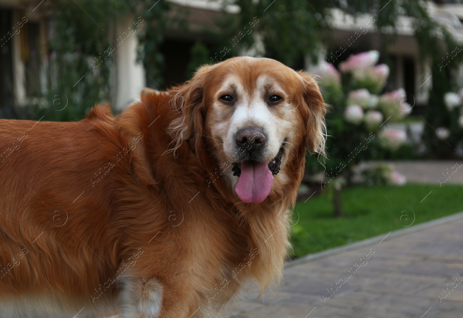 Photo of Beautiful golden retriever on city street, closeup. Dog walking