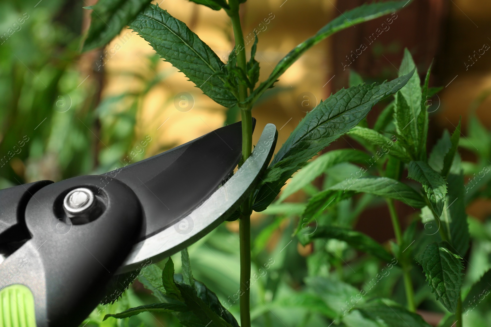 Photo of Cutting fresh green mint with pruner outdoors, closeup