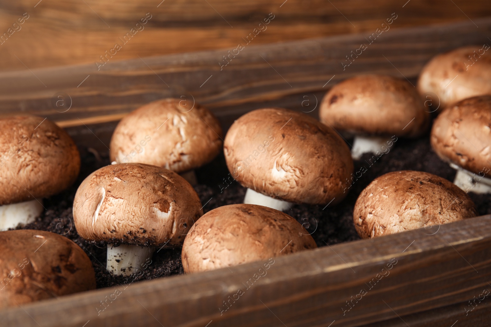 Photo of Brown champignons growing on soil in wooden crate. Mushrooms cultivation