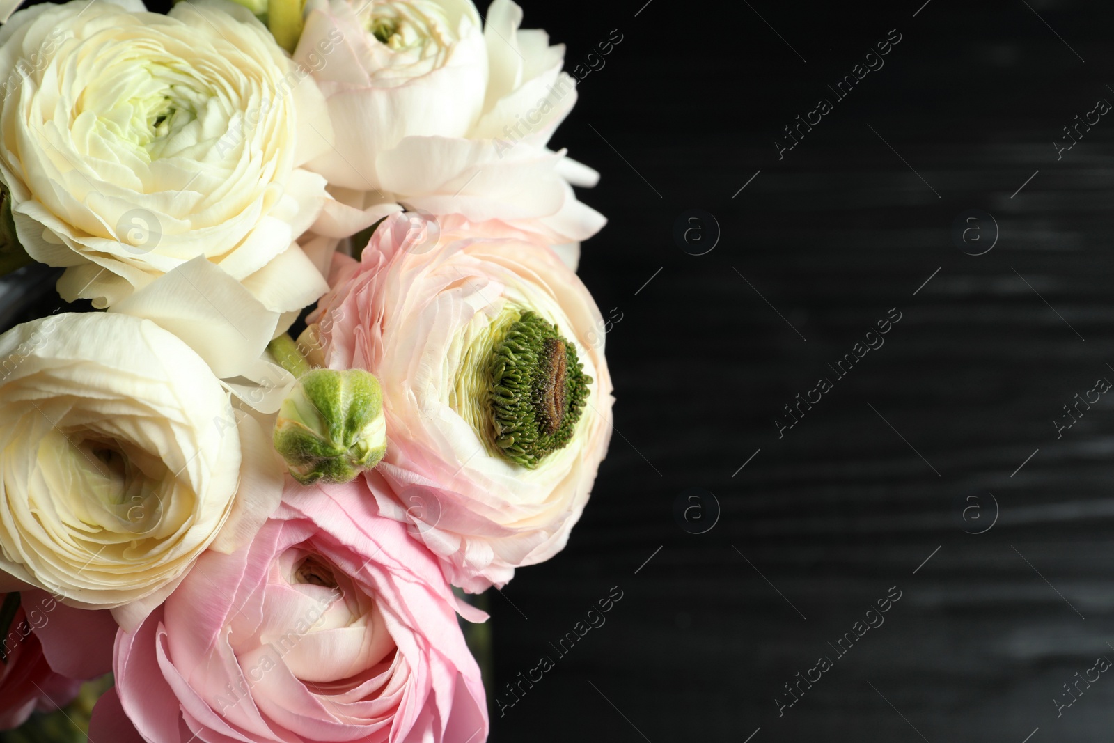 Photo of Beautiful ranunculus flowers on black background, closeup