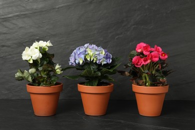 Different beautiful blooming plants in flower pots on dark grey stone table