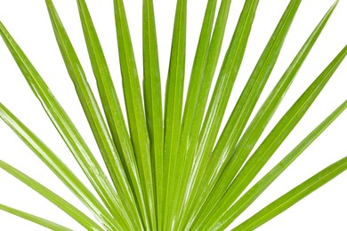 Green beautiful tropical leaf on white background, closeup