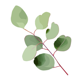 Beautiful twig with green leaves illustration on white background. Stylish design