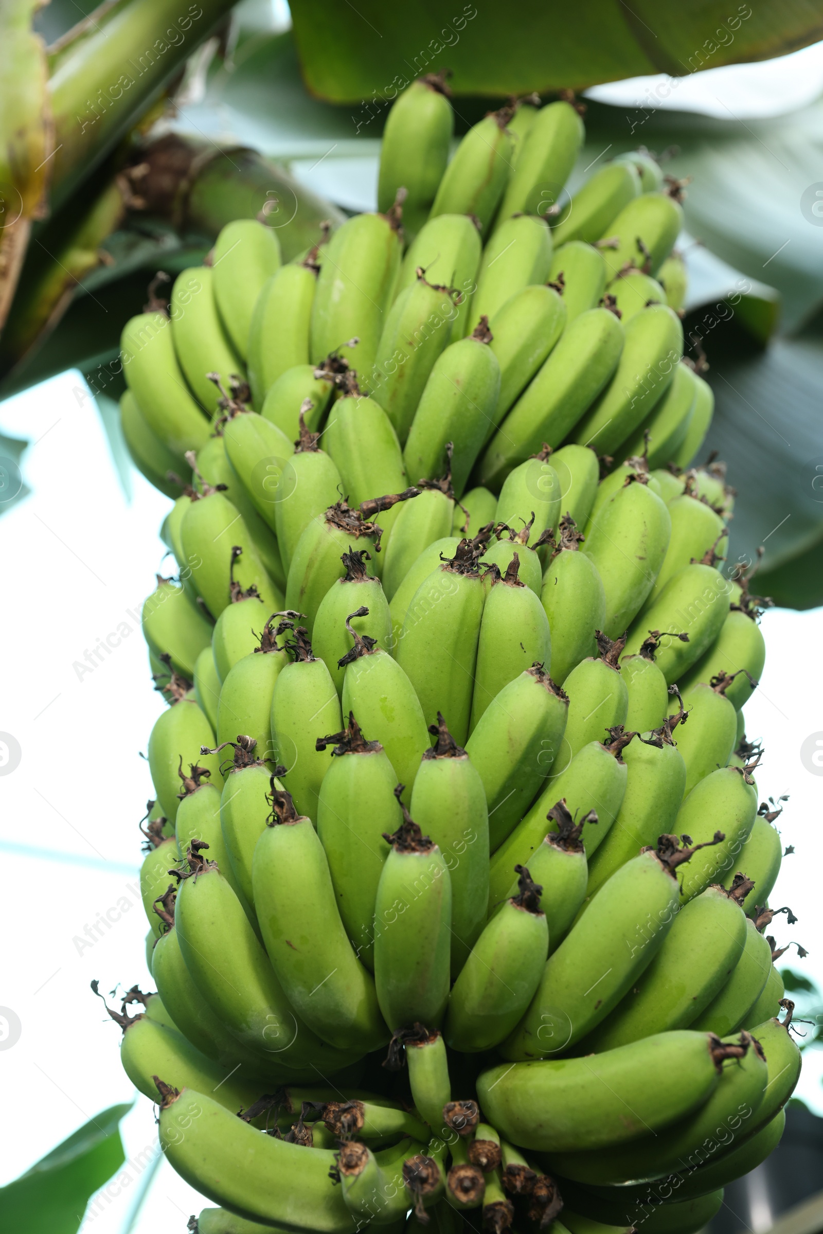 Photo of Unripe bananas growing on tree outdoors, low angle view