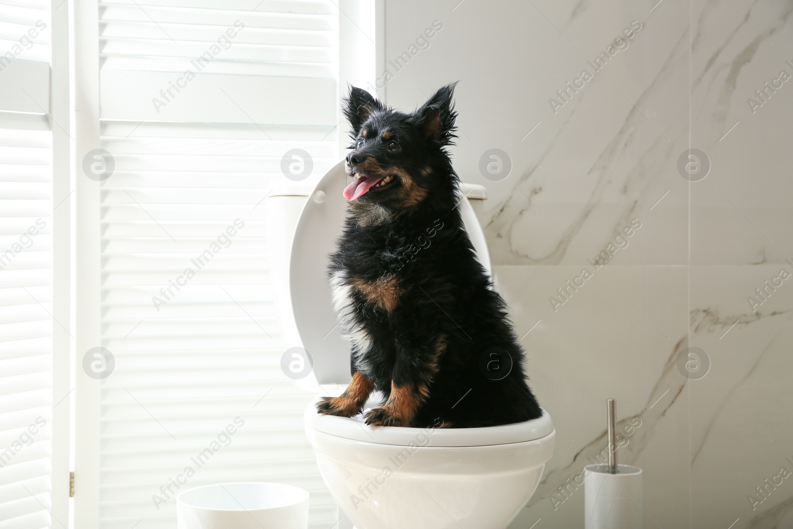 Photo of Cute dog sitting on toilet bowl in modern bathroom