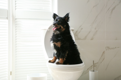 Cute dog sitting on toilet bowl in modern bathroom