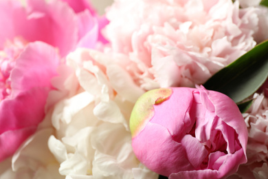 Photo of Beautiful peony bouquet as background, closeup view