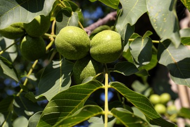 Photo of Green unripe walnuts growing on tree outdoors, closeup