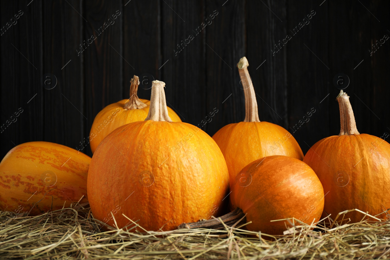 Photo of Ripe pumpkins on hay against black background. Holiday decoration