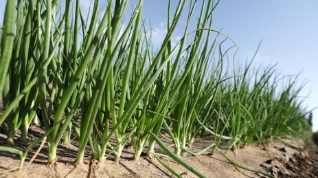 Young green onions in field on sunny day