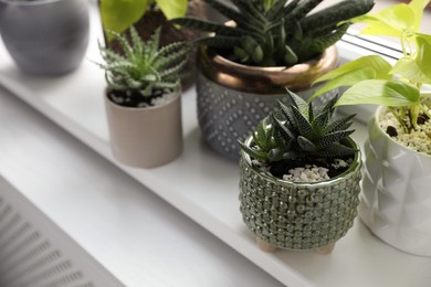 Beautiful potted houseplants on window sill indoors