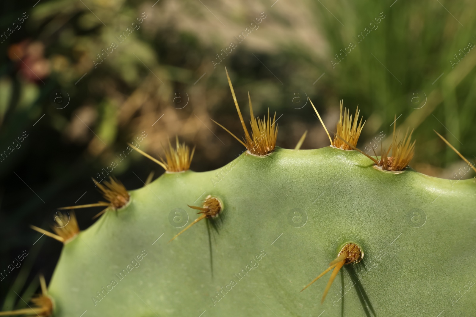 Photo of Beautiful prickly pear cactus growing outdoors on sunny day, closeup. Space for text