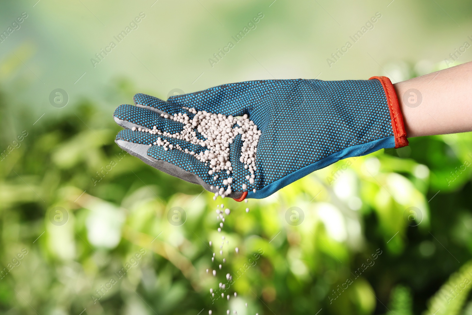Photo of Woman in glove pouring fertilizer on blurred background, closeup. Gardening time