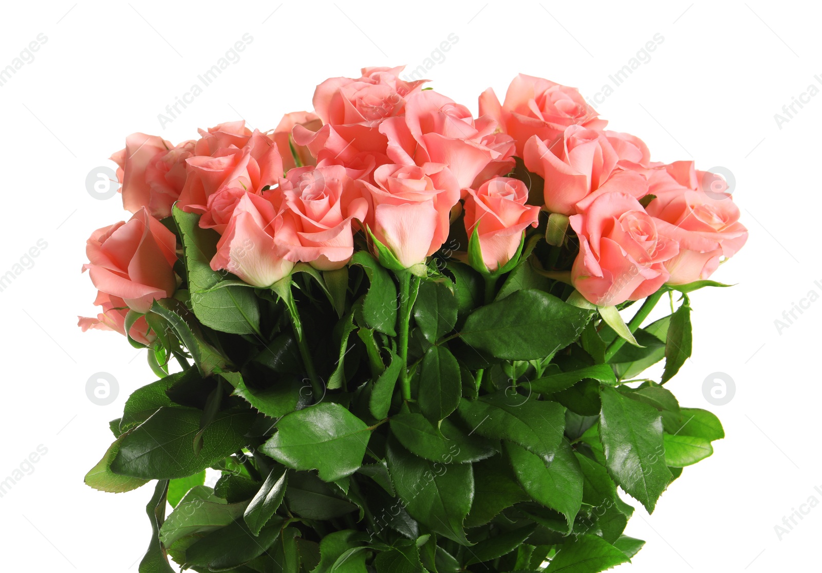 Photo of Bouquet of beautiful roses on white background