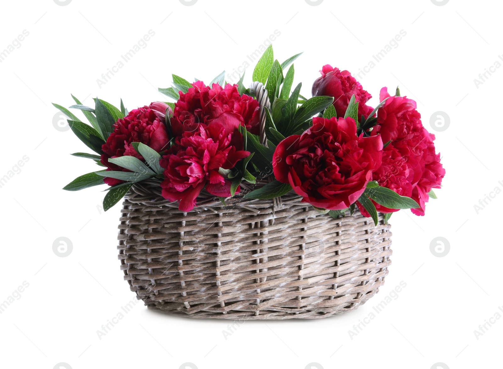 Photo of Bouquet of beautiful red peonies in wicker basket isolated on white