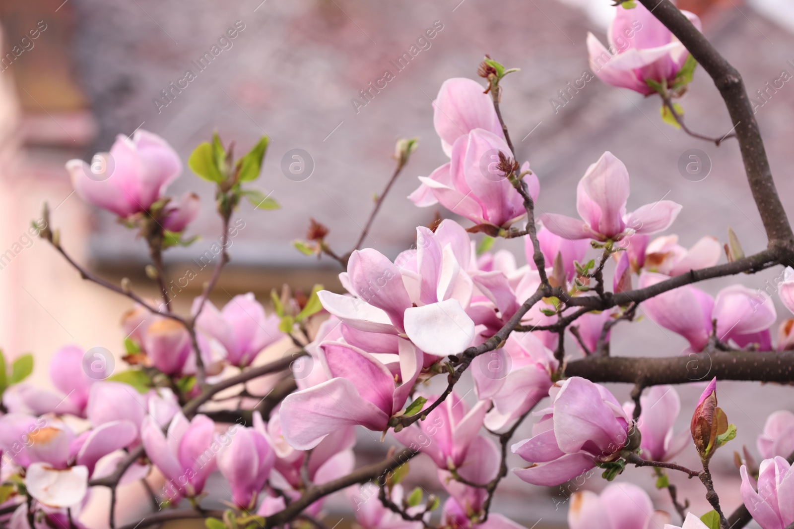 Photo of Beautiful magnolia tree with pink blossom on city street. Spring season