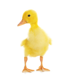 Cute fluffy baby duckling on white background