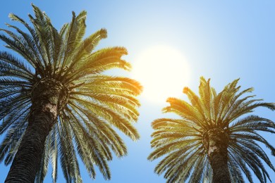 Image of Beautiful palm trees with green leaves on sunny day, low angle view
