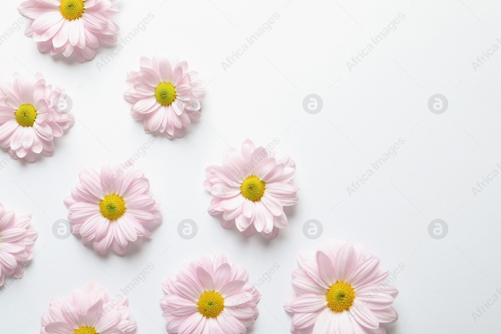 Photo of Beautiful chamomile flowers on white background, flat lay with space for text