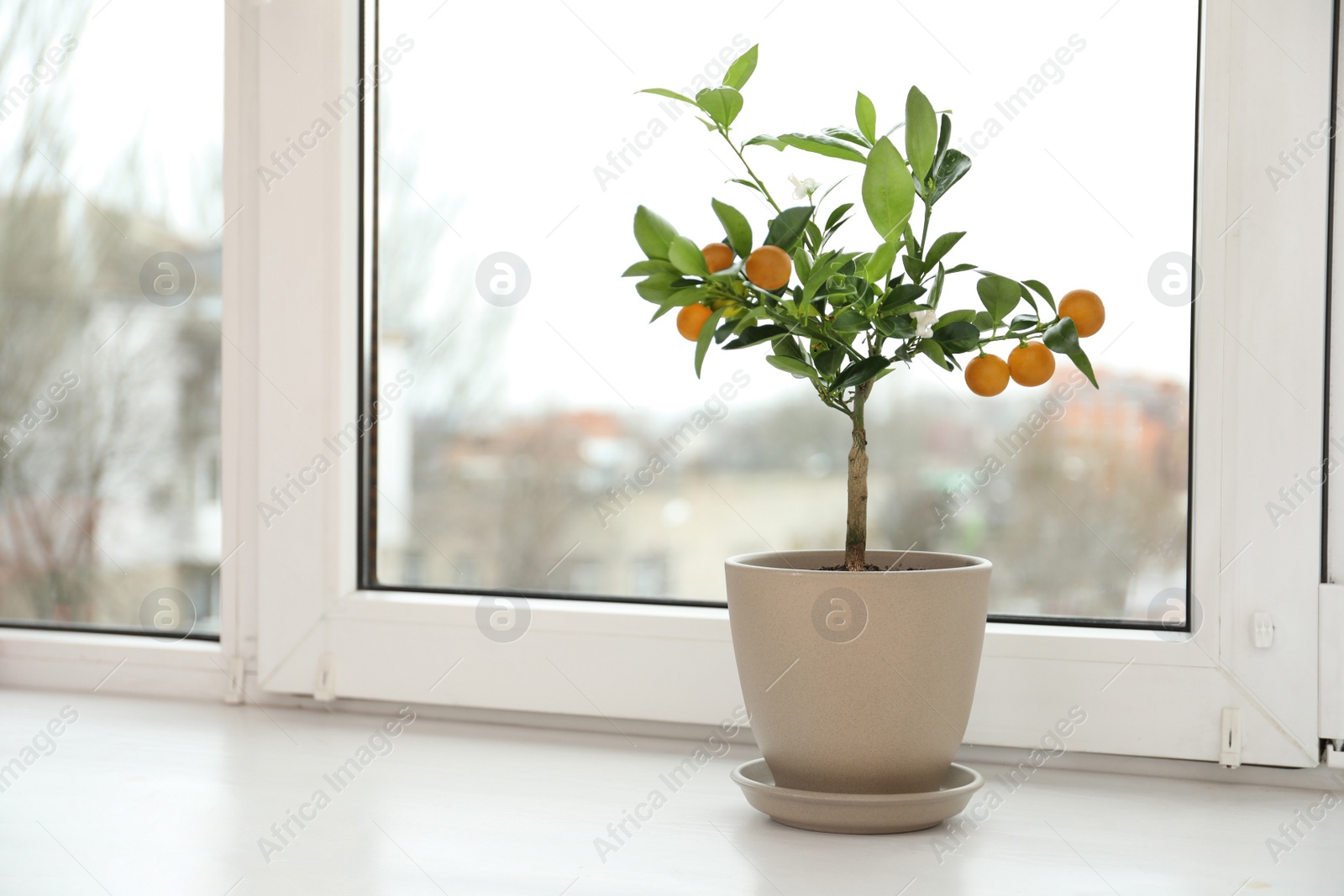 Photo of Potted citrus tree on windowsill indoors. Space for text