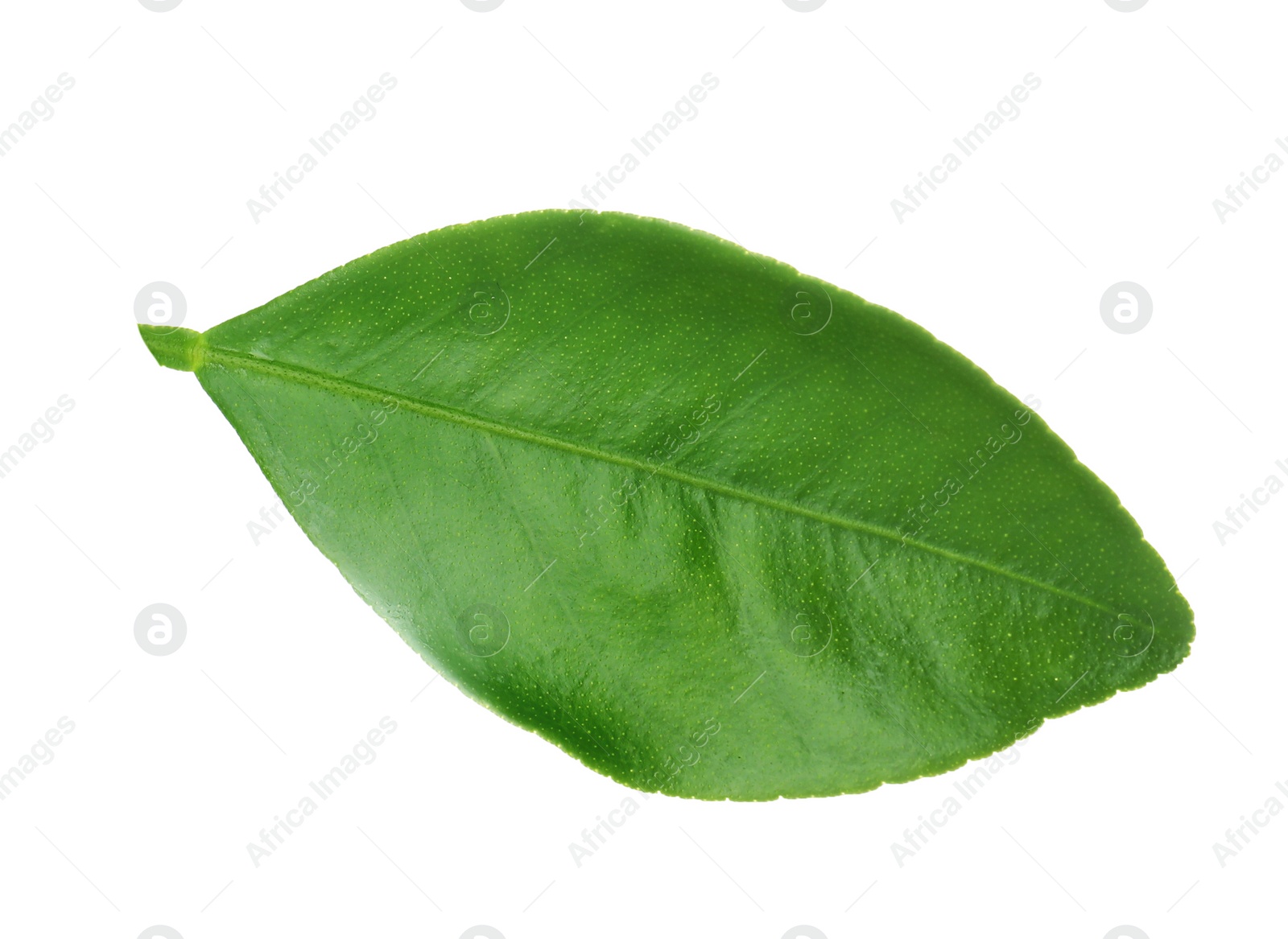 Photo of Fresh green orange leaf isolated on white