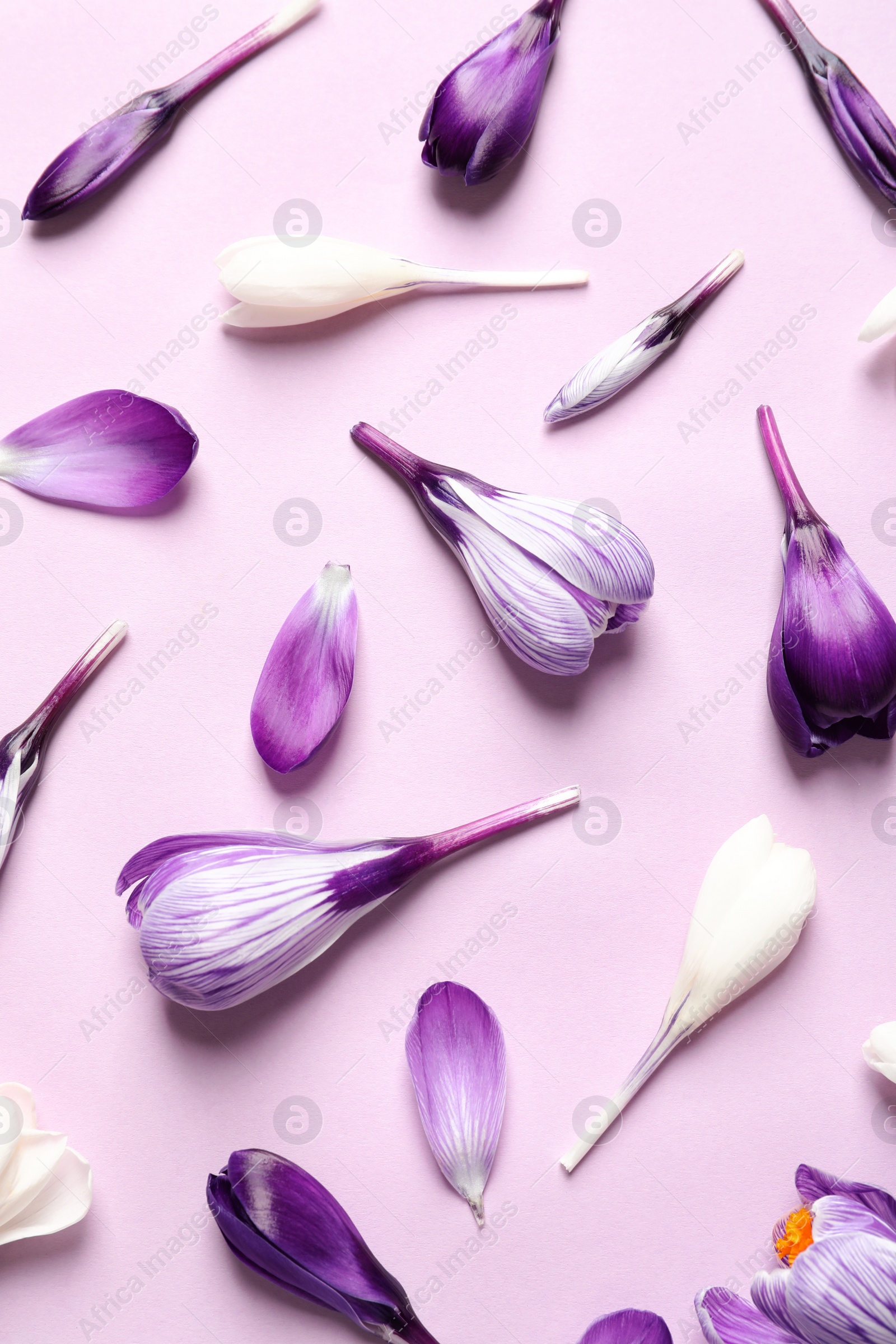 Photo of Flat lay composition with spring crocus flowers on color background