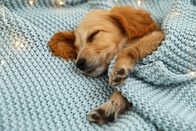 Adorable English Cocker Spaniel puppy sleeping near garland on blue knitted blanket. Winter season