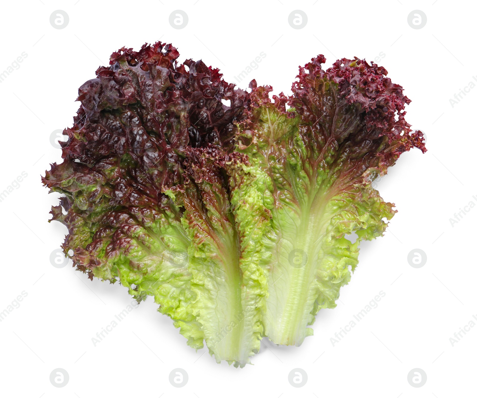 Photo of Leaves of fresh red coral lettuce isolated on white, top view