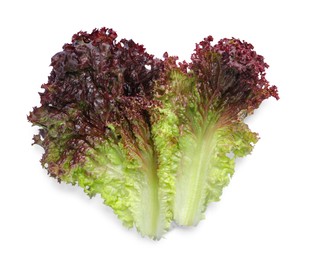 Leaves of fresh red coral lettuce isolated on white, top view