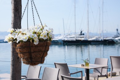 Photo of Hanging pot with beautiful blooming petunia flowers in outdoor cafe near pier. Space for text