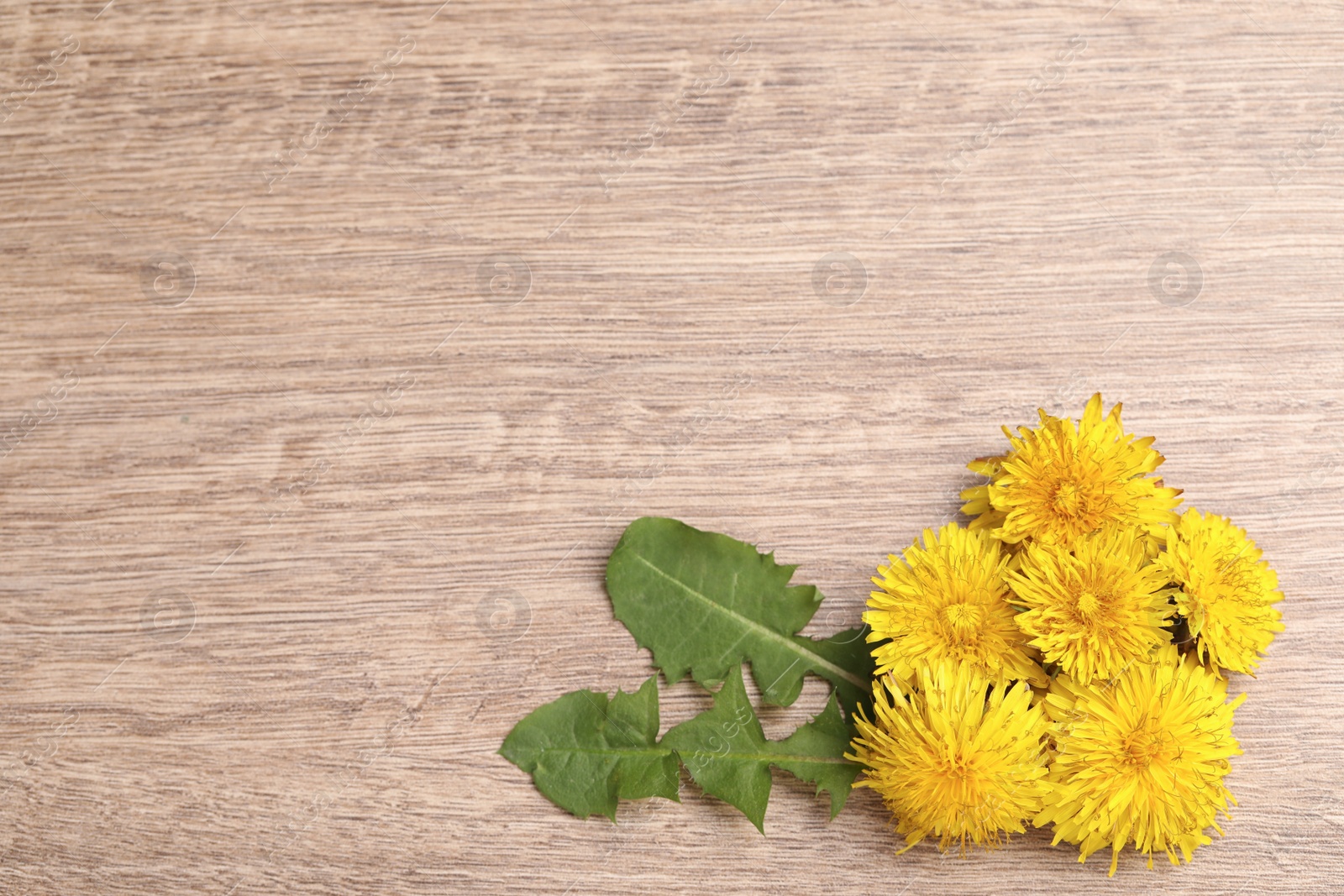 Photo of Beautiful yellow dandelions and leaves on wooden table, flat lay. Space for text