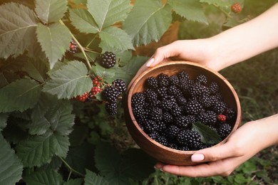 Photo of Woman with wooden bowl of ripe blackberries in garden, closeup