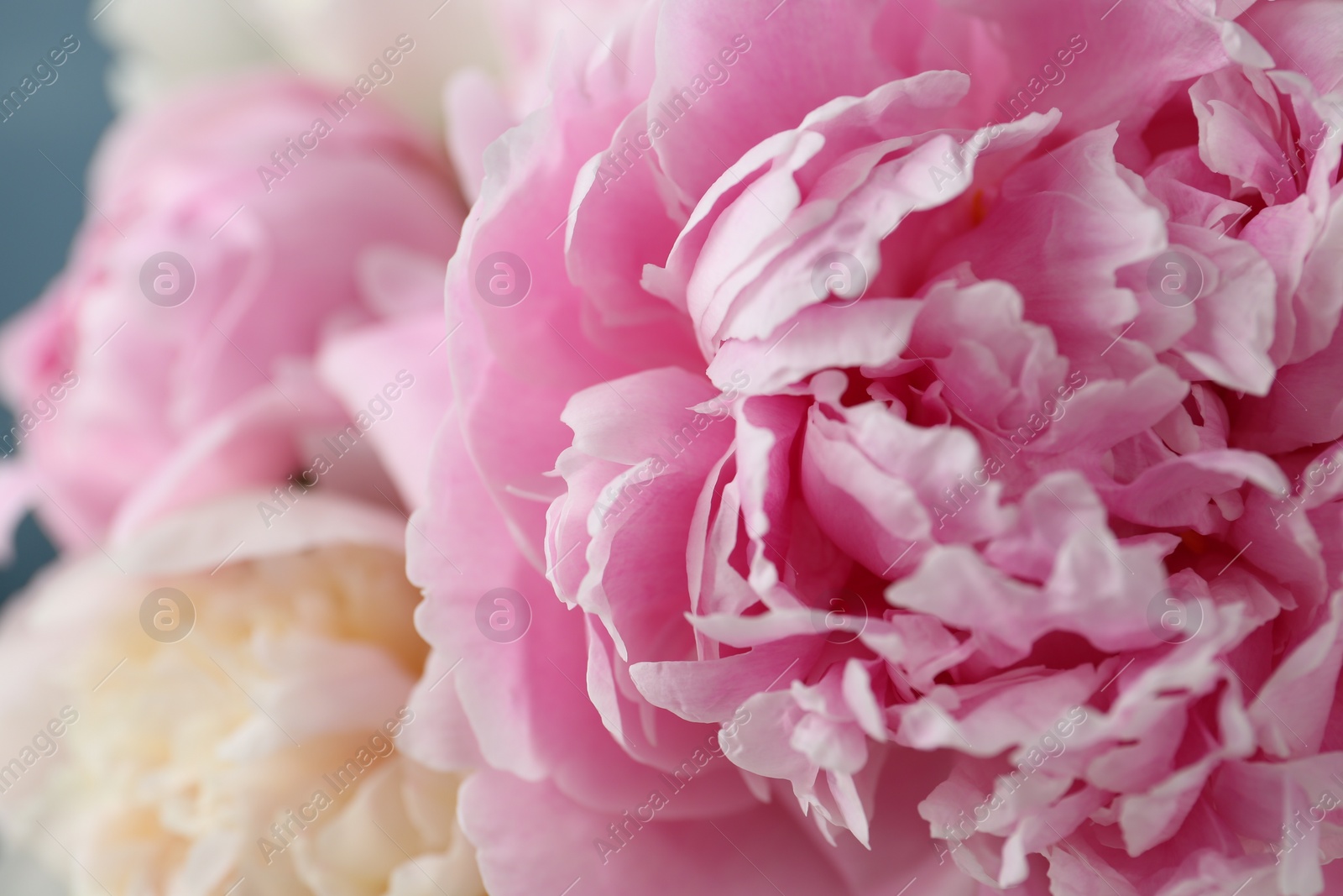 Photo of Beautiful aromatic peonies on blurred background, closeup