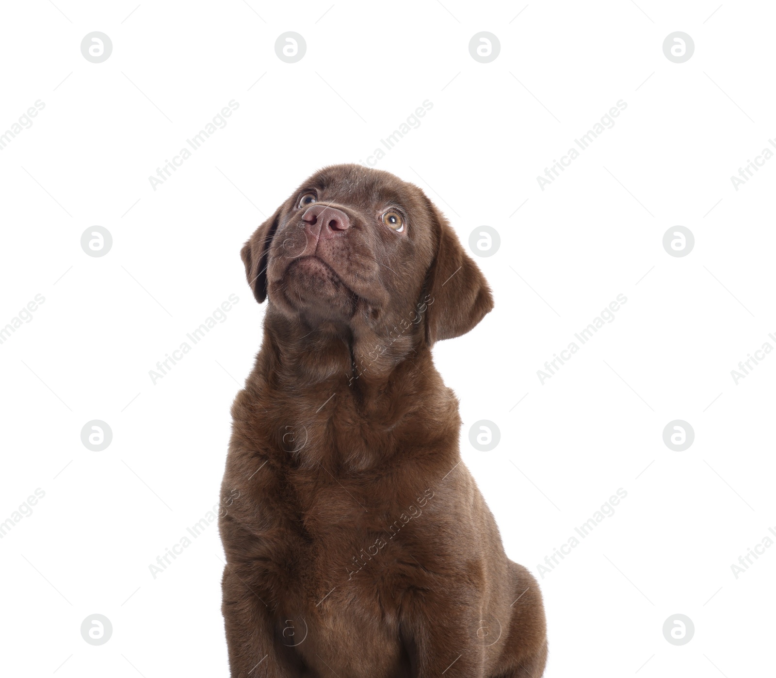 Cute chocolate Labrador Retriever puppy on white background Photo of Cute chocolate Labrador Retriever puppy on white background