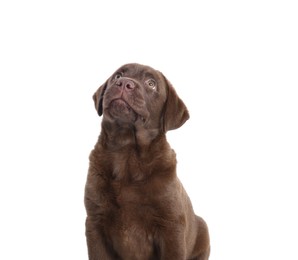 Photo of Cute chocolate Labrador Retriever puppy on white background