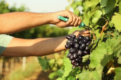 Photo of Man cutting bunch of fresh ripe juicy grapes with pruner, closeup