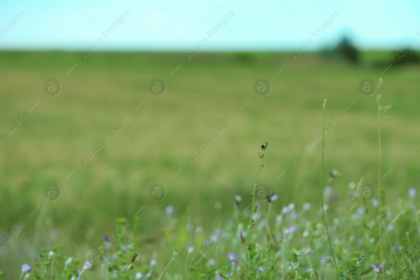 Photo of Beautiful meadow with green grass and wild flowers