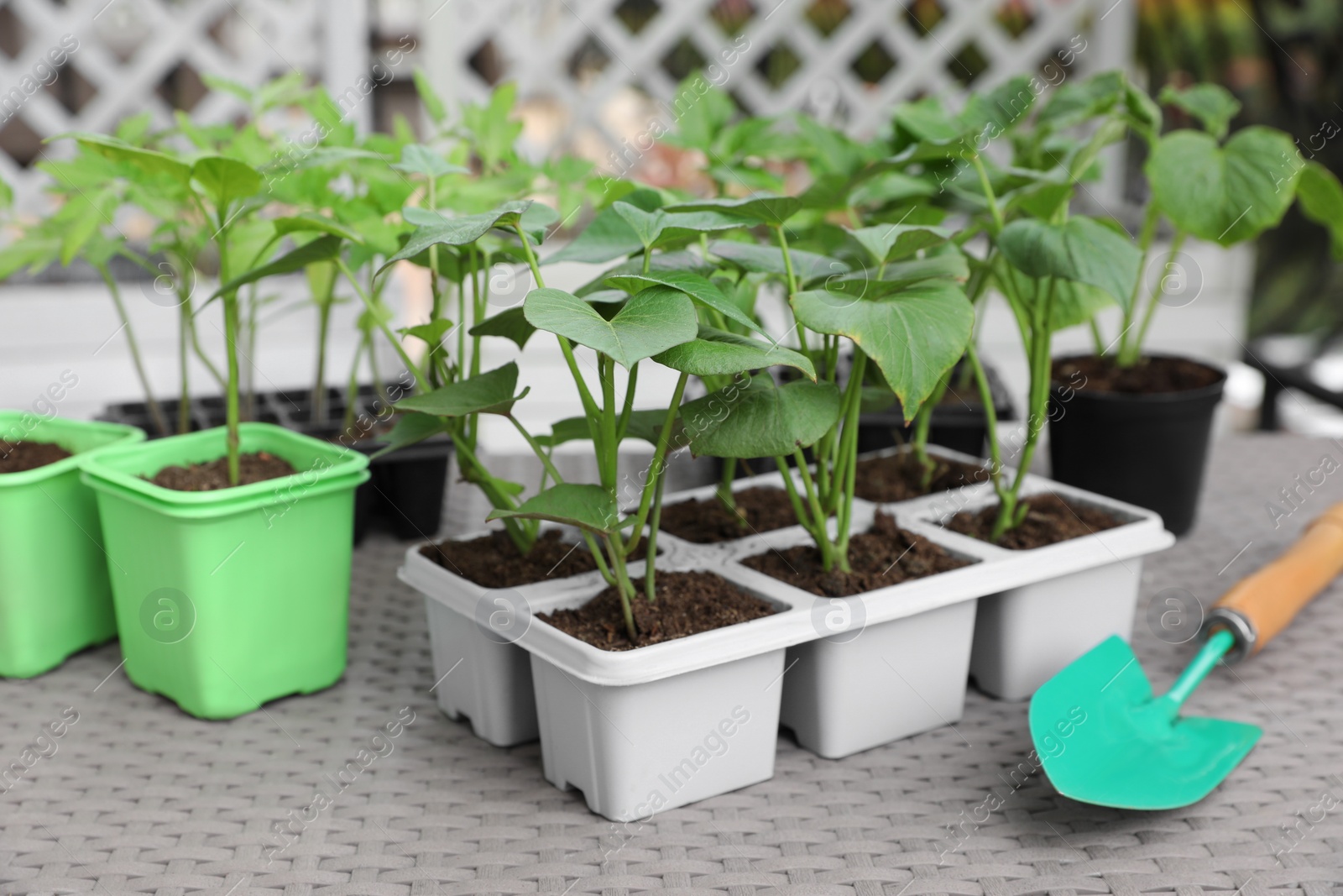 Photo of Vegetable seedlings growing in plastic containers with soil and trowel on light gray table, closeup