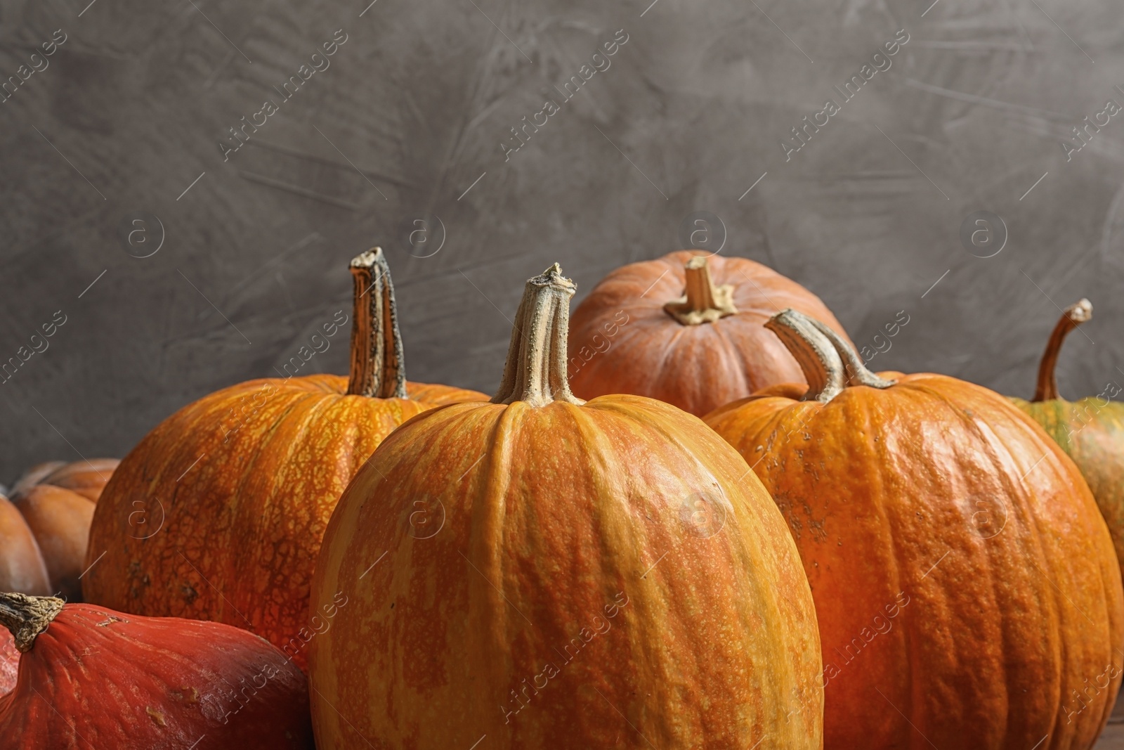 Photo of Orange pumpkins against gray background. Autumn holidays