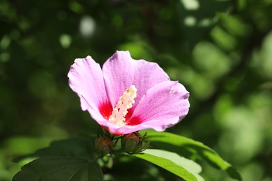 Beautiful hibiscus flower growing outdoors, closeup view