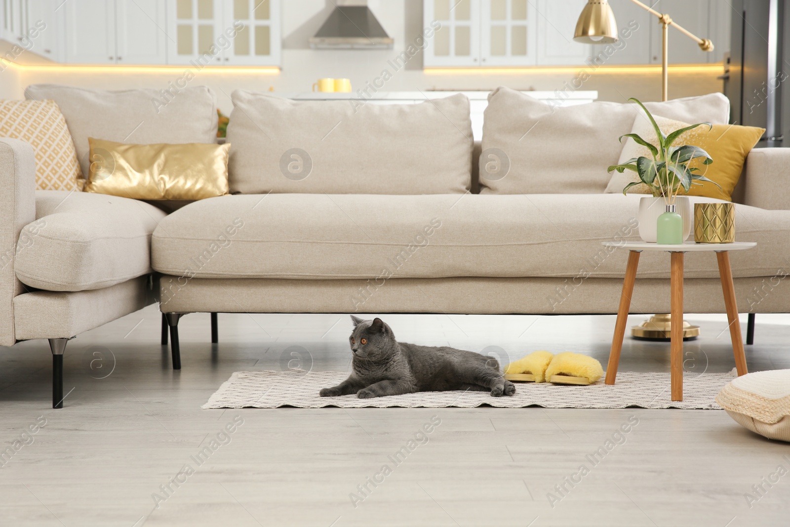 Photo of Modern living room interior. Adorable grey British Shorthair cat on floor near couch